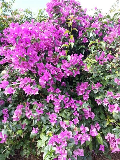 Full sun ground cover florida plants. Bougainvilleas (Bougainvillea glabra) are one of the most ...