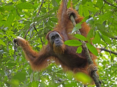 Sumatran Orangutan Pongo Abelii Sumatran Orangutan Pongo Flickr