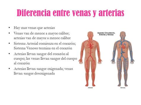 Diferencias Entre Arterias Y Venas Cuadros Comparativos E Infografias My Xxx Hot Girl