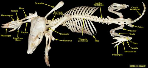 Bio370 Mammal Skeleton