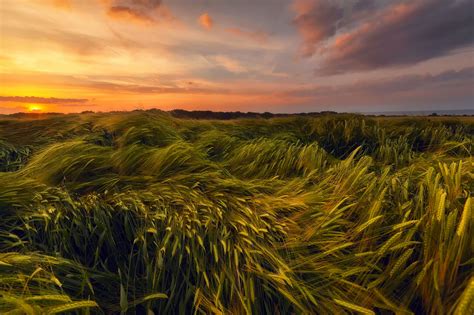 Wind Blowing Through Wheat Field At Sunset