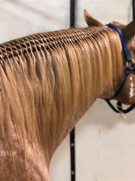 Pin By Shelby Dunbar On Horse Grooming Horse Grooming