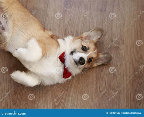 141 Tucked Paws Stock Photos Free And Royalty Free Stock Photos From