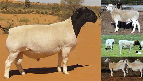 11 Best Sheep Breeds For Meat Production