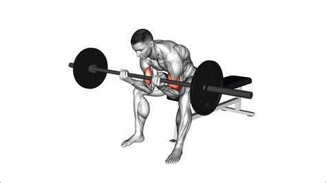 00891201 Barbell Seated Close Grip Concentration Curl Upper Youtube