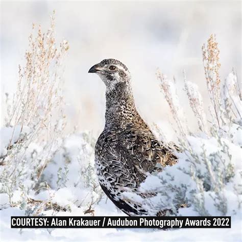 See The 2022 Audubon Photography Award Winners Cgtn