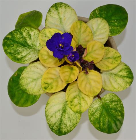 Trinket Summer Skies Semi Mini African Violet Plant African Violets