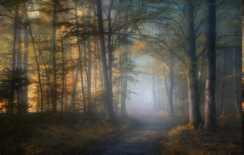 2808619 Mist Path Fall Forest Leaves Trees Sunlight Morning Nature