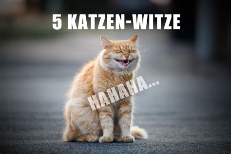 5 kurze witze mit katzen