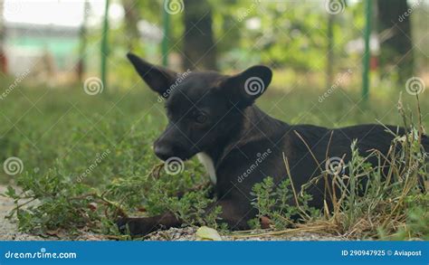 A Little Black Puppy Lying In A Clearing Chewing On Grass Stock