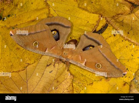 Oak Silk Moth Antheraea Polyphemus On Leaf Litter Stock Photo Alamy