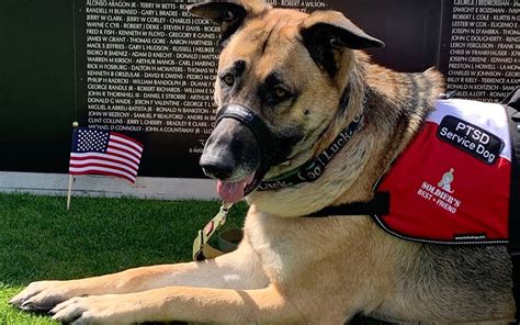 Soldiers Best Friend Pairs Rescues With Veterans To Become Service Dogs