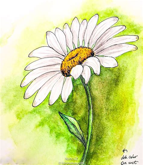 How To Draw A Watercolor Daisy Flower Tutorial Step By Step Easy For Beginner In Daisy