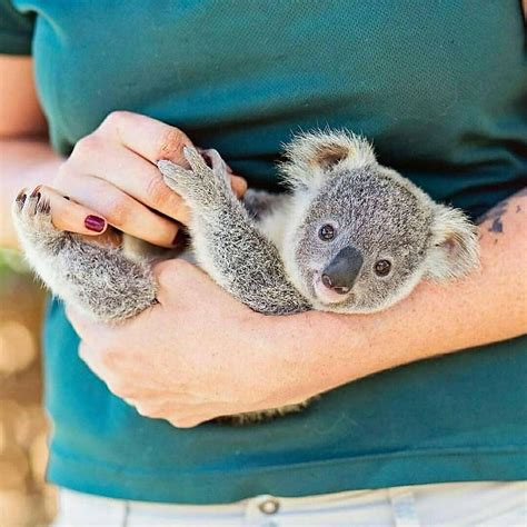 Koala Cute Baby Animals Cute Animals Cute Koala Bear