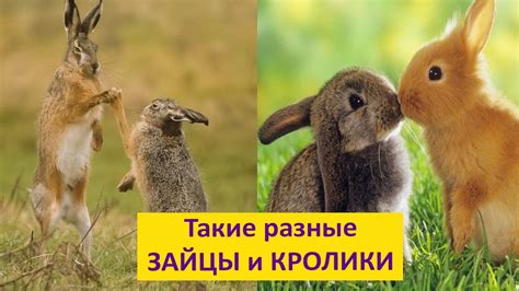 Зайцы и кролики в чем отличия Наталья Носова Youtube