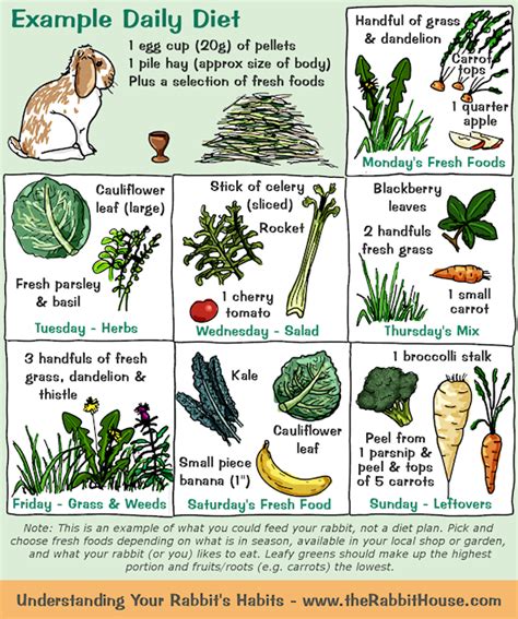 Your Rabbits Diet Plants Vegetables And Fruit In 2020 Pet Bunny