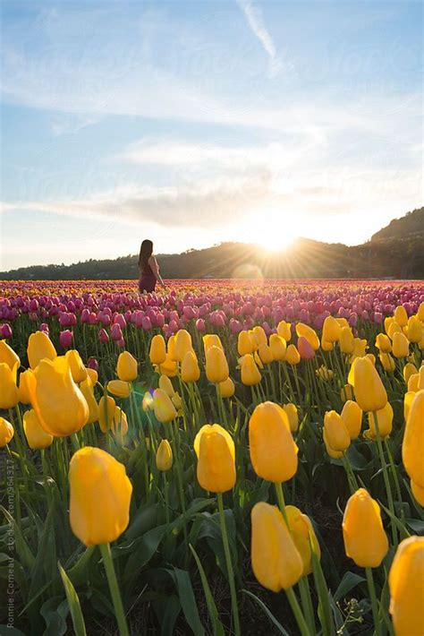 Woman In Tulip Field By Stocksy Contributor Ronnie Comeau In 2023