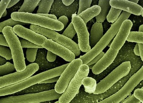 Las Bacterias Características Qué Comen Hábitat Clasificación