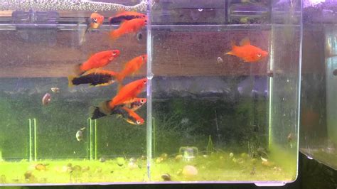 Red Tuxedo Brick Red Red Wag Swordtails Youtube