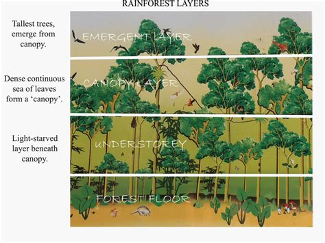 Rainforest Trees For Beginners Owlcation