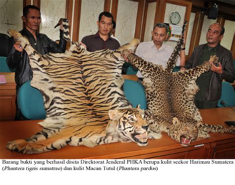 Perdagangan Ilegal Kulit Harimau