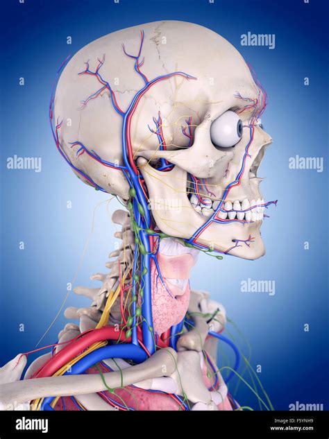 Medically Accurate Illustration Of The Throat Anatomy Stock Photo Alamy