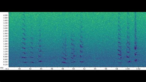 Right Whale Tonal Upcalls With Spectrogram Youtube