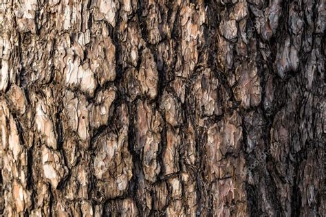 Spruce Bark — Stock Photo © Zhykova 30969571