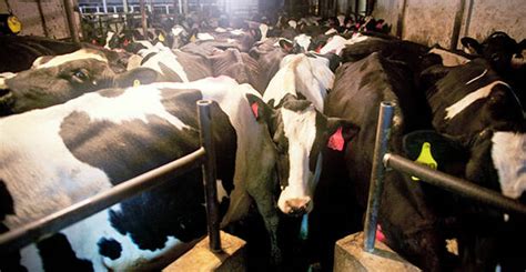 Citizens Stop Factory Farm In These Times