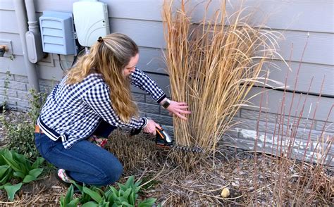 How To Care For Ornamental Grasses Through The Seasons Ornamental