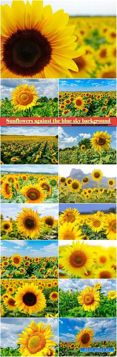 Sunflowers against the blue sky background Шаблоны для Фотошопа Best