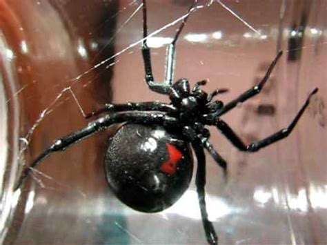 Legs are proportional to the body. Huge Black Widow Spider - YouTube