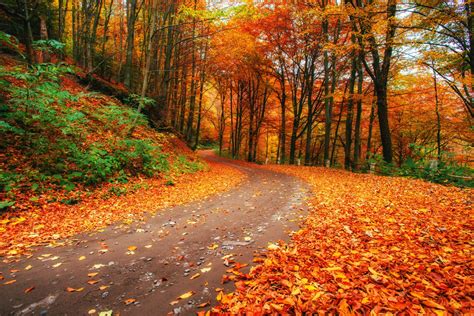 Favorite Autumn Walks In The Greater Puyallup Area Horizonview Health
