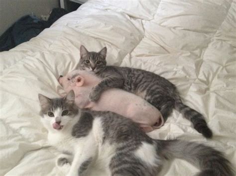 31 Super Cute Pigs That Will Melt Your Heart