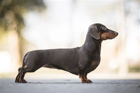 The Dachshund Guide: History, Personality, Food, Training, Care, and