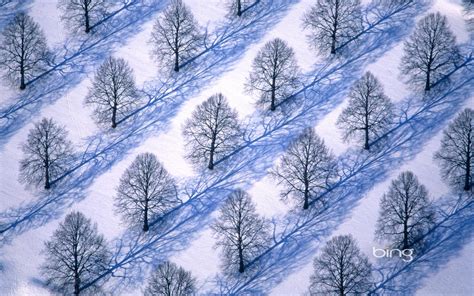 Download Trees In Winter Landscape Hd Bing Wallpaper Archive By