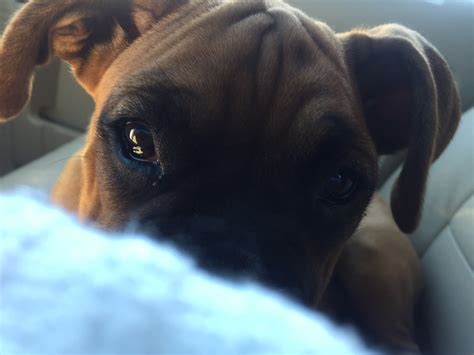 These traits make it essential that. Boxer Puppies for sale in North Carolina