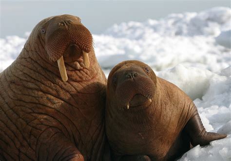 Theres A 235 Pound 15 Week Old Cuter Than Cute Baby Walrus Coming To