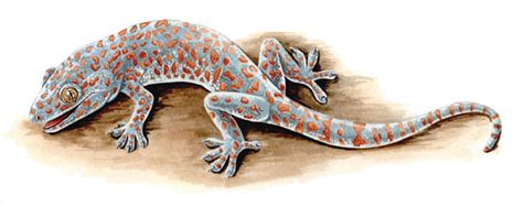Meski rasanya agak pahit, gak sedikit orang menyukai genjer karena rasanya yang gurih dan kenyal. Gecok Genjer / Hatchling Leopard Geckos | Templecombe ...