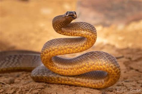 The Inland Taipan Of Australia The Worlds Most Venomous Snake One