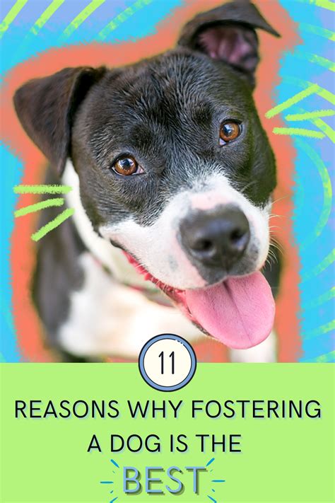 Heres Why You Should Think About Fostering A Dog In 2021 Dogs The