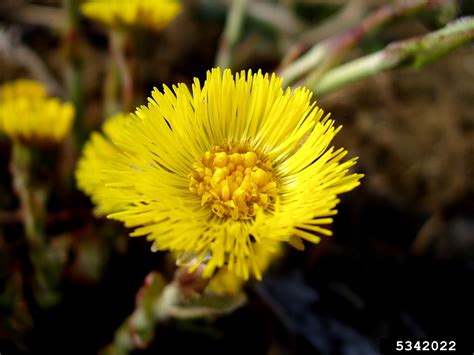 Coltsfoot — taxobox name = coltsfoot image width = 250px regnum = plantae coltsfoot — ankstyvasis šalpusnis statusas t sritis vardynas apibrėžtis astrinių šeimos. coltsfoot, Tussilago farfara (Asterales: Asteraceae) - 5342022