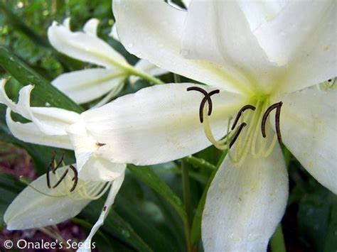 Crinum Lily C Jagus St Christopher Lily Swamp Lily White Blooming