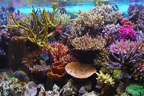 15 Causes Of Coral Reef Destruction Effects