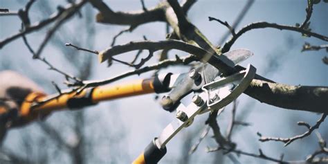 Dormant Pruning For Fruit Trees And Why You Should Be Doing It — Hillside