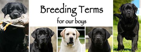 Bulldog puppies for sale bulldog dogs for adoption bulldog breeders. Dog Progesterone and Breeding Information