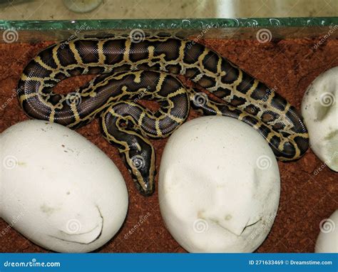 Burmese Python Python Bivittatus Stock Image Image Of Hatching White