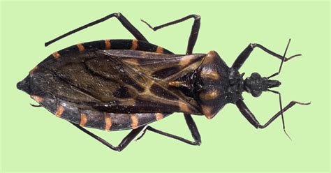 Cdc Confirms Dangerous ‘kissing Bug Spreading North Again