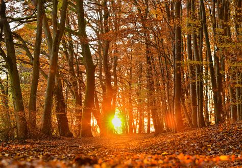 Der Wald Im Herbst Foto And Bild Landschaft Jahreszeiten Herbst