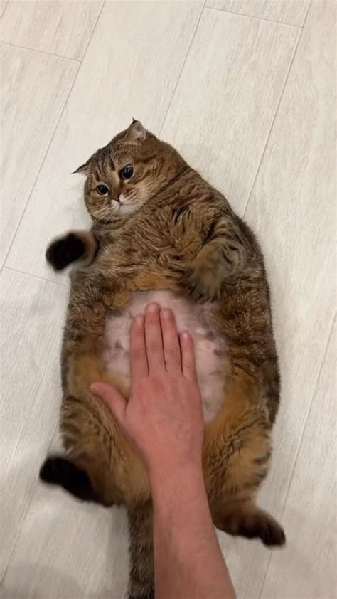 Watch This Reel By Catsandcatsandcatsandcat On Instagram Funny
